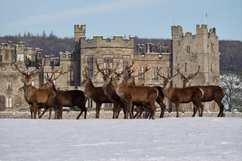 Raby Deer Park